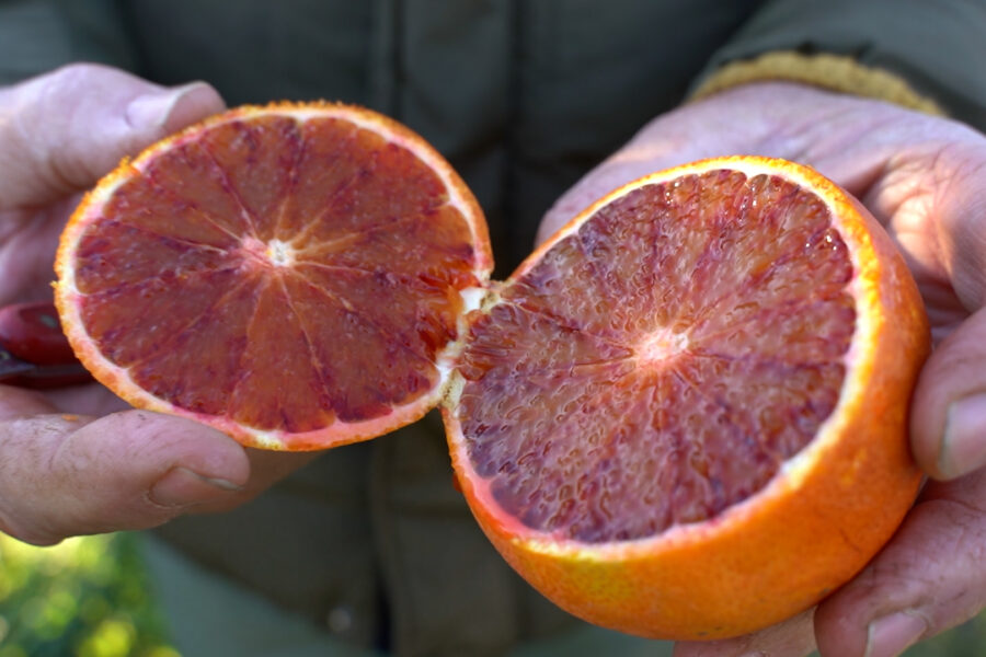 L’inimitabile gusto delle arance di Sicilia