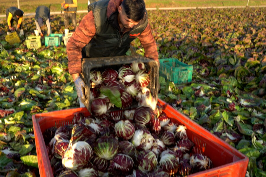 I segreti del Radicchio, il Re della tavola  d’inverno