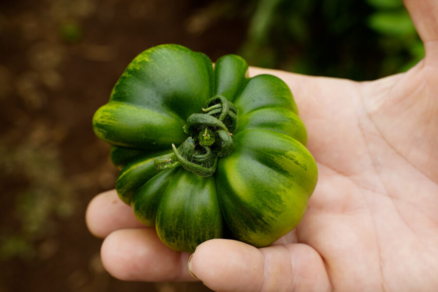 Marinda, il pomodoro costoluto di Pachino con il sapore senza tempo